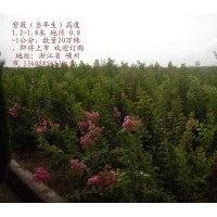 供小苗：紅楓 櫻花 海棠 紅白玉蘭，垂枝海棠，西府海棠，花桃
