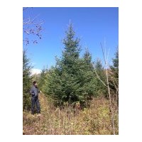 供應(yīng)4-5-6-7米以上云杉