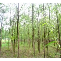 供應3-10公分香花槐 國槐 油松，側柏，國槐，香椿