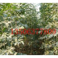 惠民縣林源苗木銷售有限公司2011年秋苗木明細：速生白蠟 國槐等