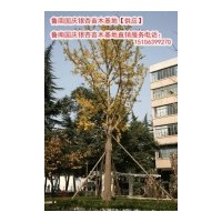 供應(yīng)20cm銀杏樹