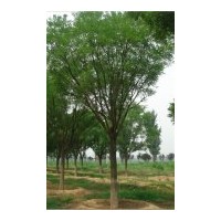 供應千頭椿 毛白楊 速生楊 臭椿 速生柳 垂柳 黃柳 合歡 榆樹等各
