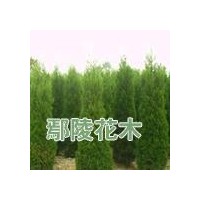 供塔柏，河南檜柏，鄢陵河南檜柏批發(fā)