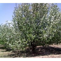 八棱海棠樹 富貴吉祥樹 全國供貨 產(chǎn)地直供