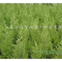 供應(yīng)紅葉小檗，金葉女貞，大量,薄利多銷,,謝謝.