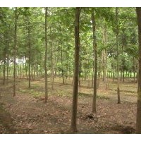 供應(yīng)法桐 法桐價(jià)格到山東慧通苗木