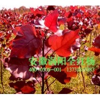 供應(yīng)中華全紅楊,二代紅葉楊,缽苗,容器苗，正宗全紅楊