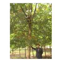 供應(yīng)2011法桐 法國梧桐 懸鈴木