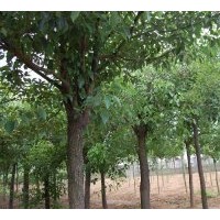 供應(yīng)香樟3公分4公分5公分6公分7公分8公分9公分10公分12公分13公