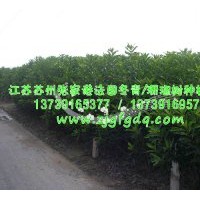 法國(guó)冬青_珊瑚樹_香櫞樹_法國(guó)冬青價(jià)格_法國(guó)冬青圖片_供應(yīng)法國(guó)冬