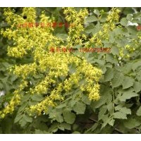 咱家種1年欒樹苗40萬