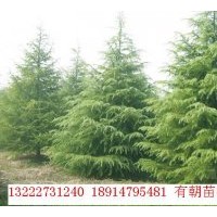 南京雪松 廣玉蘭 香樟 女貞 桂花 馬褂木