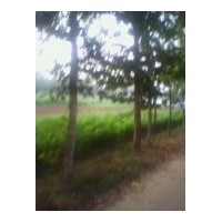 低價(jià)出售黃金槐球 毛白楊.國(guó)槐.法桐.白蠟.合歡.千頭椿.速生柳.速