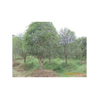 名泉苗圃直銷獨(dú)桿桂花