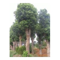 全國(guó)大型香樟，香泡，柚子樹(shù)，桂花等系列苗木