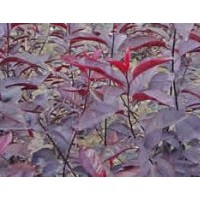 供應(yīng)紫葉李，紫葉矮櫻，大葉女貞。