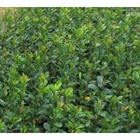 批量苗木大葉女貞 香樟 欒樹 合歡 樸樹 桂花 白玉蘭 烏桕 紫薇