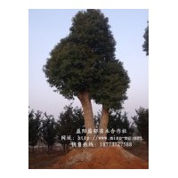 香樟價(jià)格實(shí)時(shí)報(bào)價(jià)信息