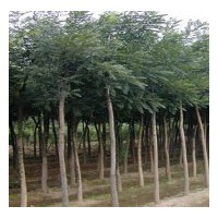 供應(yīng)山東梁山國槐 法桐 白蠟