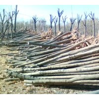 供千頭椿，毛白楊，國槐，法桐，合歡，白蠟，北欒