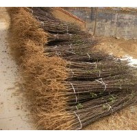 林豪香椿繁育開發(fā)中心：專供香椿苗。 花椒苗，大棚用苗！1000萬