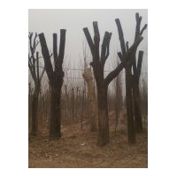 專供/毛白楊千頭椿國槐合歡白蠟法桐柳樹107楊樹