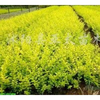 亞太苗木：小葉女貞.紅葉小檗.金葉女貞.繡線菊.連翹