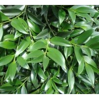 供應(yīng)竹柏
