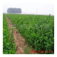 供應(yīng)黃楊，大葉黃楊，火棘，塔柏，紫薇，紫葉李