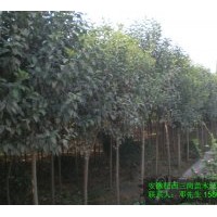 供應(yīng)大葉女貞 大小規(guī)格都有