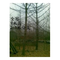 供應(yīng)綠化苗木-山東銀杏樹