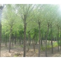 江蘇蘇仁苗木供應(yīng)垂柳樹苗，青皮柳，金絲柳，速生柳（8-20公分）