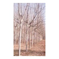 低價出售大量國槐、法桐、合歡等綠化苗木