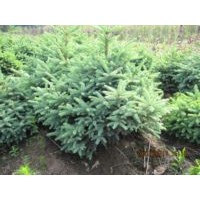 大量低價(jià)出售蒙古櫟，速生楊，青白扦