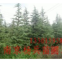 【誠信為本】馬褂木 大葉女貞...