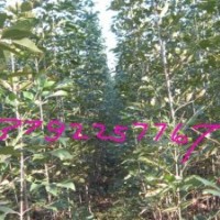 苗木速生國槐、速生白蠟