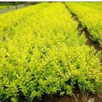 全國金葉女貞.小葉女貞.紅葉小檗.大小葉黃楊.