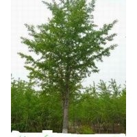 供銀杏實生嫁接樹