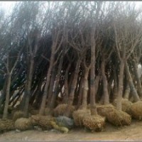 國(guó)槐苗木批發(fā) 國(guó)槐價(jià)格