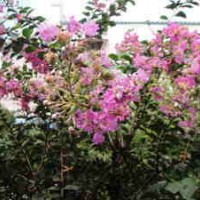 供應(yīng)夾竹桃苗 夾竹桃 夾竹桃樹