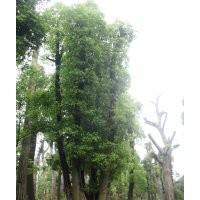供應(yīng)15-70公分香樟