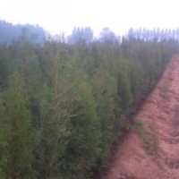 低價售1-2米側(cè)柏