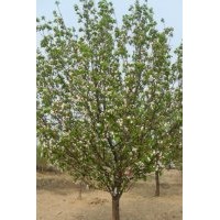 提供風(fēng)景八棱海棠樹