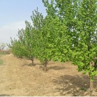 八棱海棠樹求購 八棱海棠樹河北