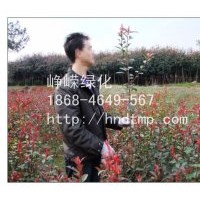 供應(yīng)H30-120紅葉石楠工程苗150萬(wàn)株?。?！