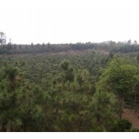 供應(yīng)D8-15公分黑松6000棵?。。?/></a>
<ul><li><a href=