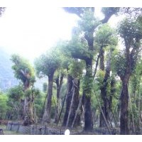 供應(yīng)移植重陽木