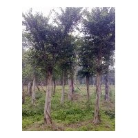 供應(yīng)小葉榕20-30CM移栽苗