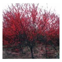 河北紅葉碧桃、綠葉碧桃