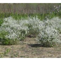 河北工程花灌木珍珠繡線菊?qǐng)?bào)價(jià)